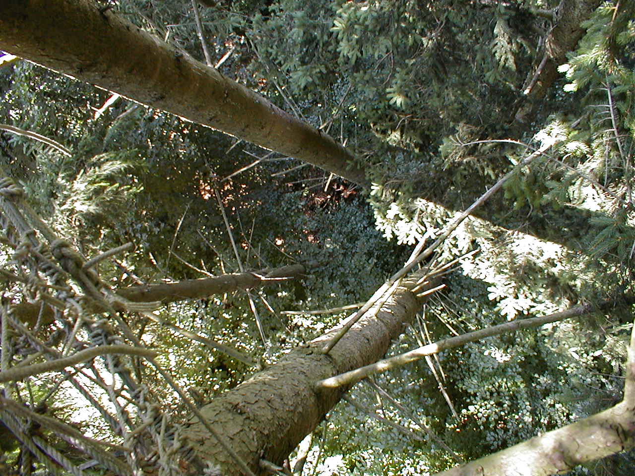 Die beiden westlichsten B�ume