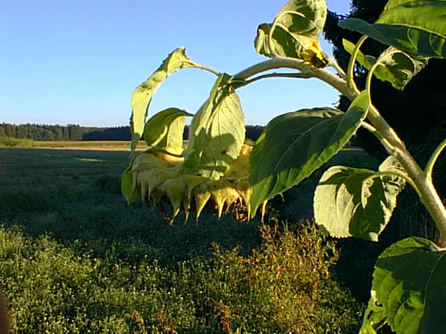 One of my 3_600 sunflowers