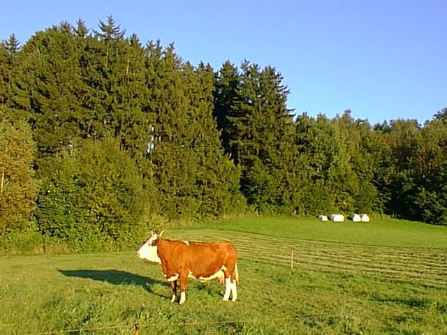 'My' Forest from the westside